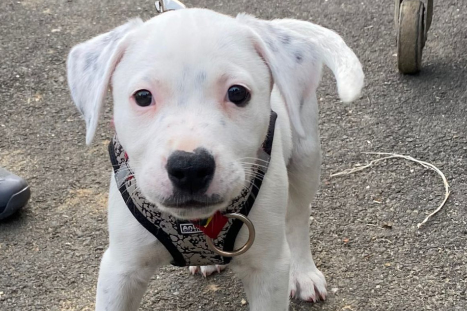 Der noch namenlose Hund hat in seinen jungen Jahren bereits einiges erlebt.