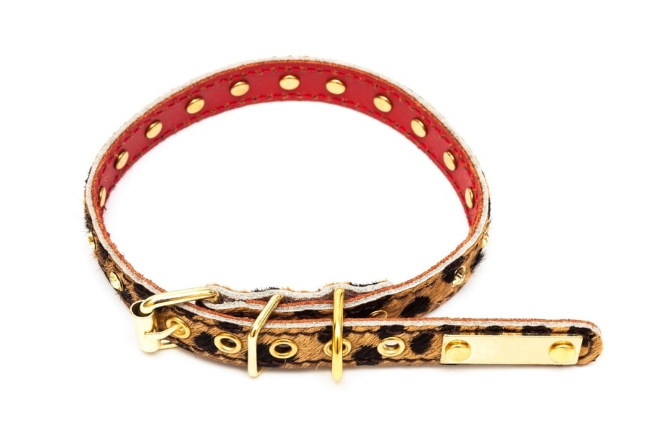 There is a wide range of dog collars, from fashionable to practical.