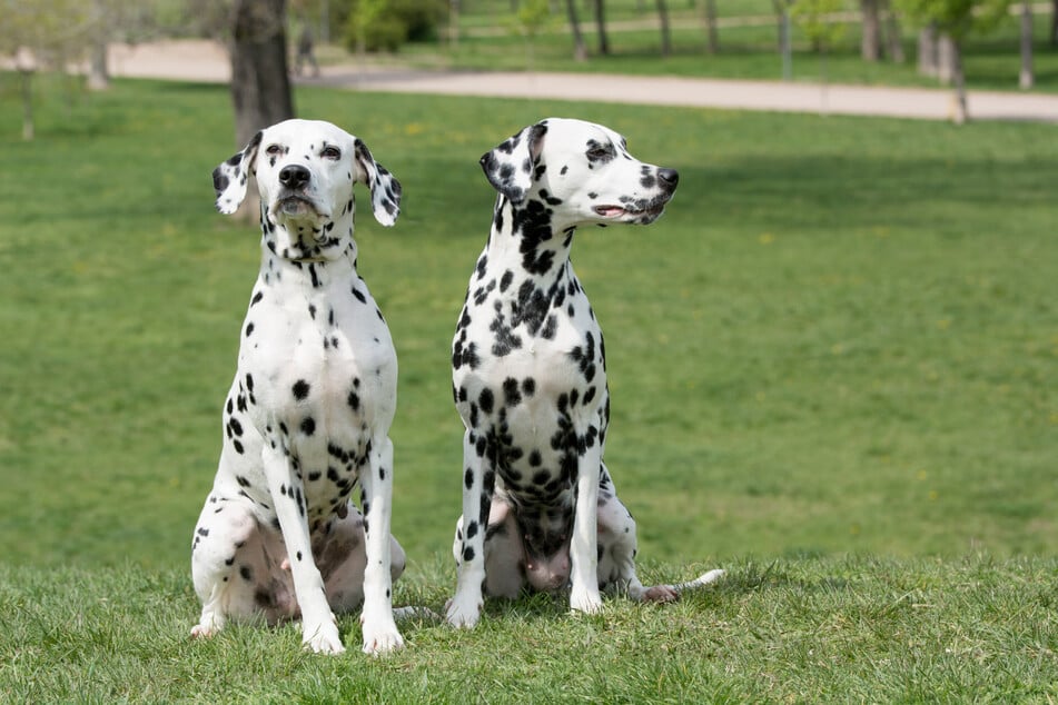 Dalmatiner sind sanftmütige Vierbeiner, die ihre Menschenfamilie über alles lieben.