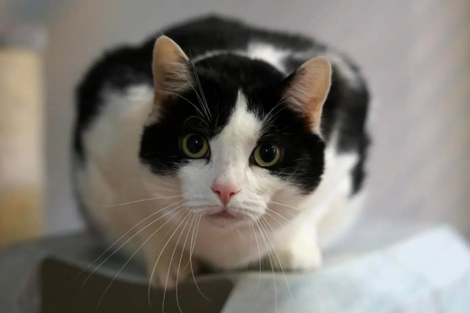 Kater Manni aus dem Hamburger Tierheim ist auf der Suche nach einem echten Zuhause.