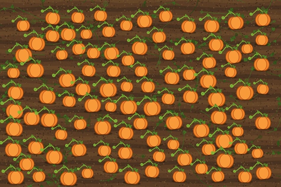 Knobelei des Tages vom 12.10.2026: Findest Du den Kürbis, der aus der Reihe tanzt?