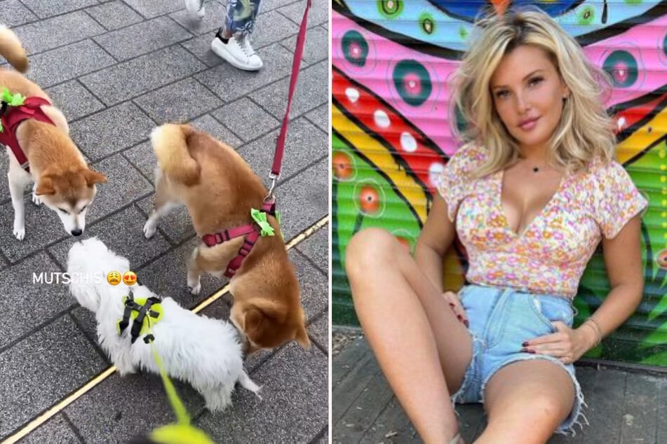 Evelyn Burdecki (33) filmt sich beim Gassi gehen mit einem Hund und sorgt damit bei ihren Fans für Verwirrung. (Fotomontage)