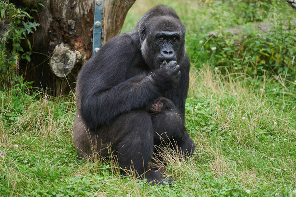 Gorillafrau "Muna" kümmert sich nach Angaben des Krefelder Zoos sehr liebevoll um ihren Sohn.