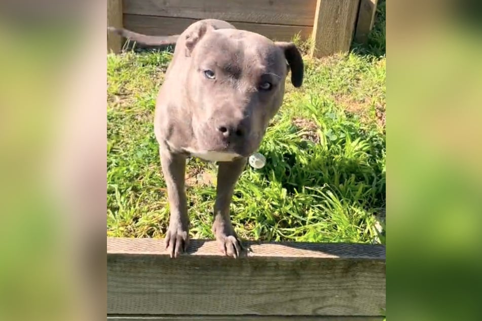 Der kleine Staffordshire Bullterrier grub sich ein Loch und begeistert damit das Internet.