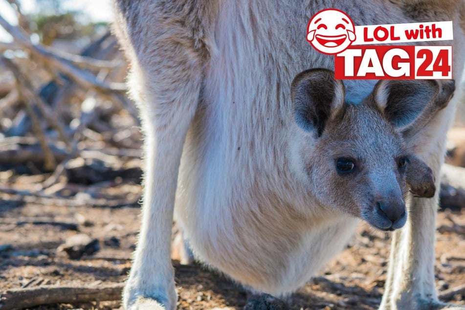 Joke of the Night for February 27, 2026: Animal hilarity!