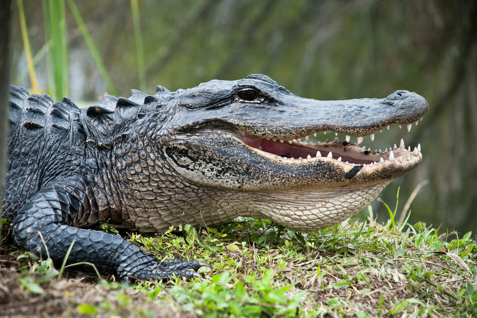A Florida man was arrested on charges of reptile abuse after stealing an alligator from a closed area and slamming it against a building.