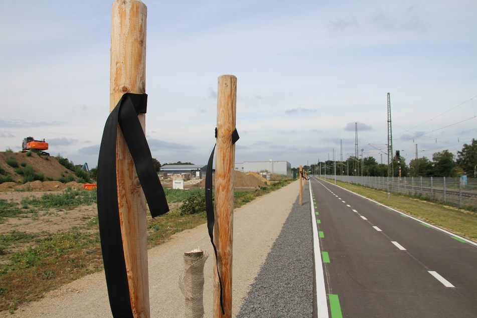 Aus Ärger über den neu angelegten Radweg haben Unbekannte 30 frisch gepflanzte Bäume entlang des Weges abgesägt.