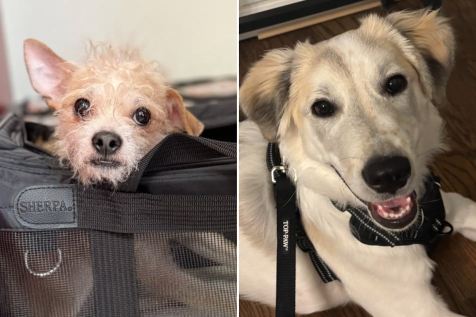 Pets in Minnesota still need help.