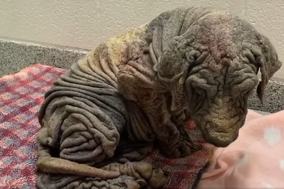 Broken dog suffers alone for years until someone finally steps in to help