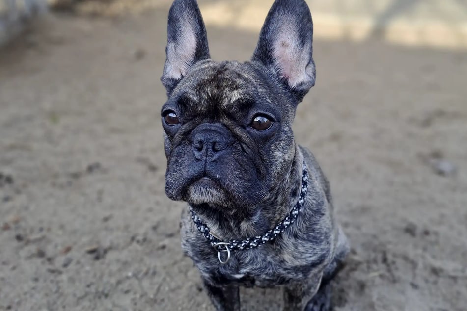 Die Französische Bulldogge hat gerne den Hut auf.