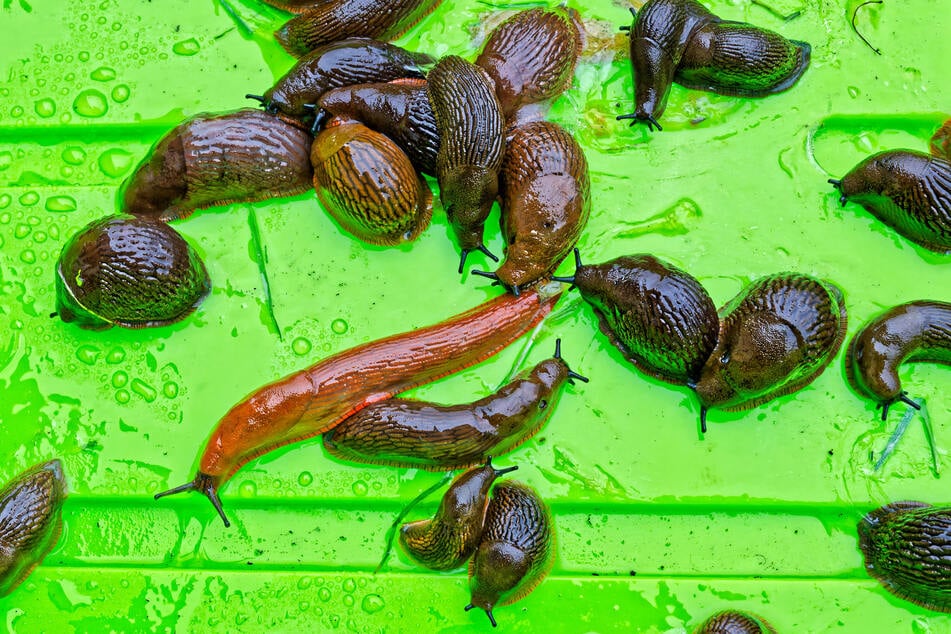 Knappe 30 Schnecken soll eine Frau (60) im Hochbeet der Nachbarn ausgesetzt haben. (Symbolfoto)