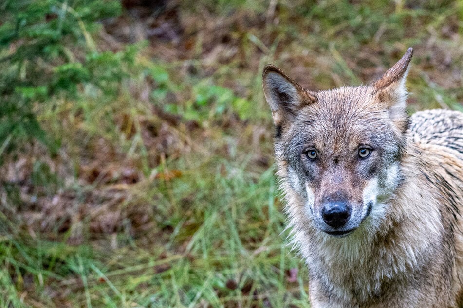 Toter Wolf entdeckt: Verletzungen bringen Ermittlung ins Rollen