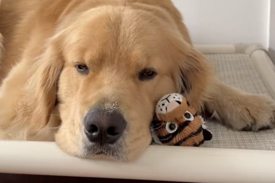 Golden Retriever Zebby hat das Kuscheltier sofort ins Herz geschlossen.