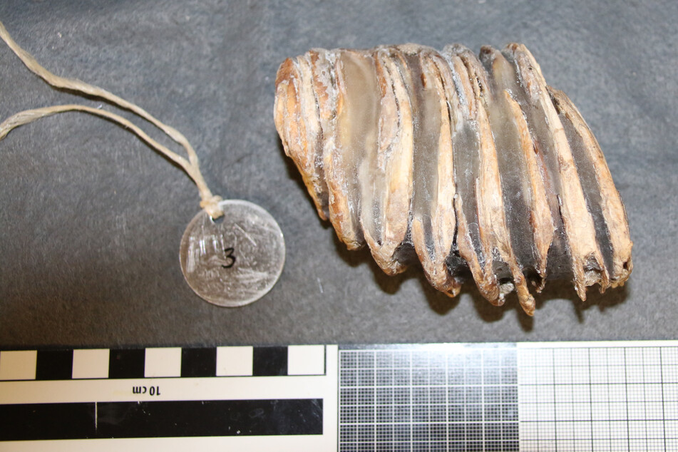 1874 in Höhle gefunden: Uralte Mammutzähne erfolgreich restauriert