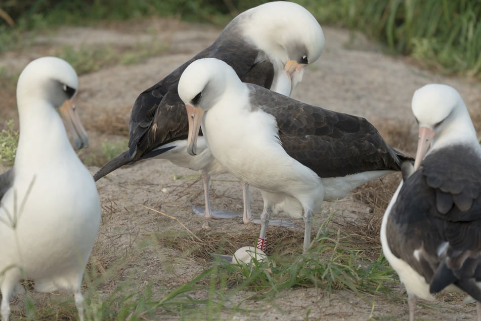 Albatros "Wisdom" (Mitte) wird von ihren Artgenossen beäugt. Offenbar ist es auch unter Seevögeln unüblich, mit 74 Jahren nochmal Mutter zu werden.