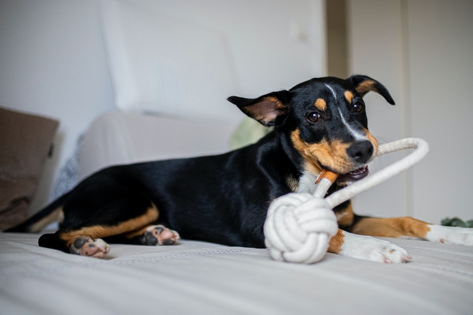 Hiding dog toys and having your perfect pooch seek them out is a great game to play together.