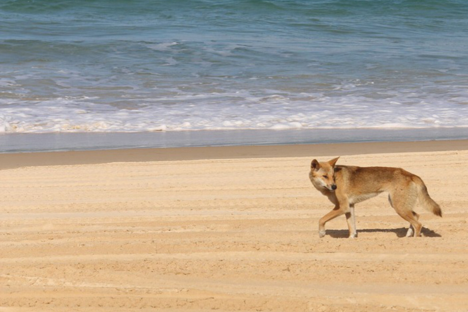Dingoes attack jogger on Australian beach in latest serious incident