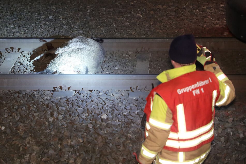Wildwechsel in Gorbitz: Eine Sau überlebte das Überqueren der Gleisanlage nicht.
