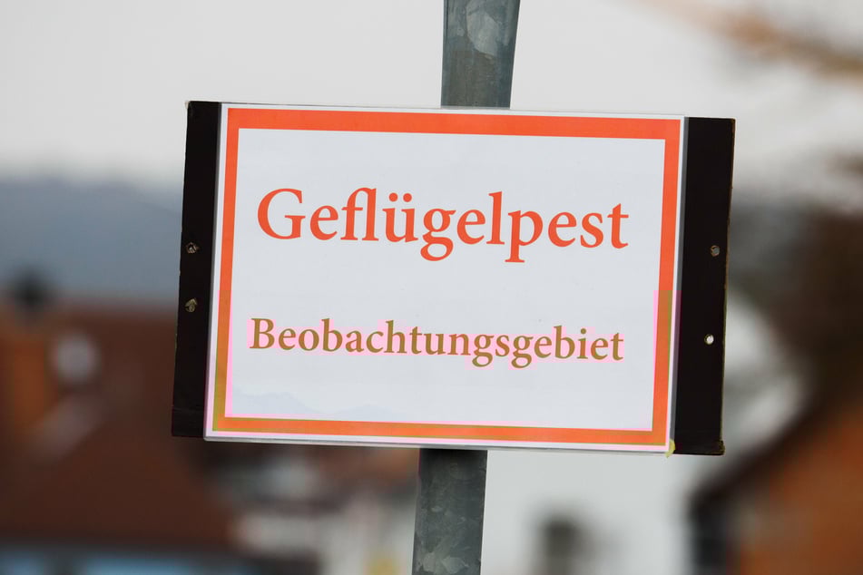 Ein Schild mit der Aufschrift "Geflügelpest - Beobachtungsgebiet" ist zu sehen. (Archivbild)