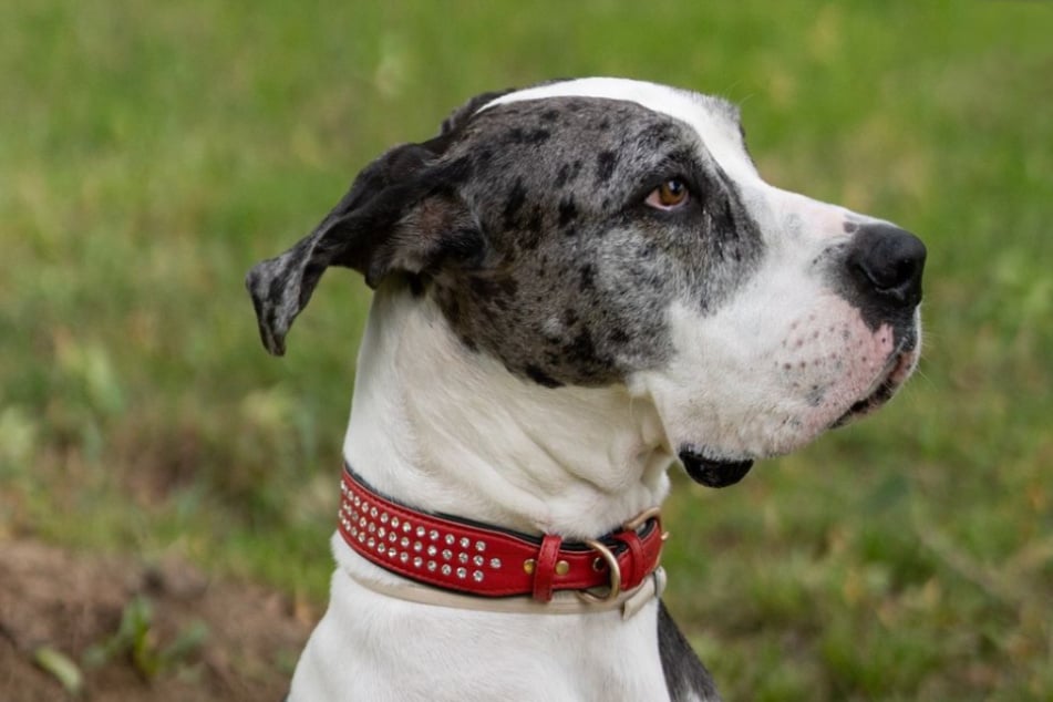 Die Deutsche Dogge kam nach einem Todesfall ins Tierheim Troisdorf.