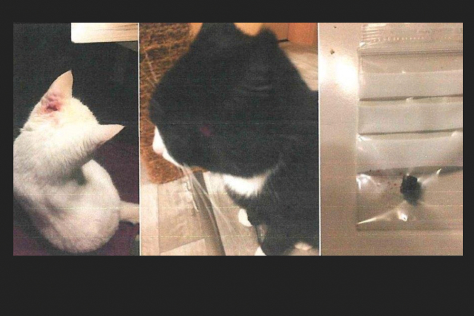 In Holzthaleben sind zwei Katzen angeschossen worden.