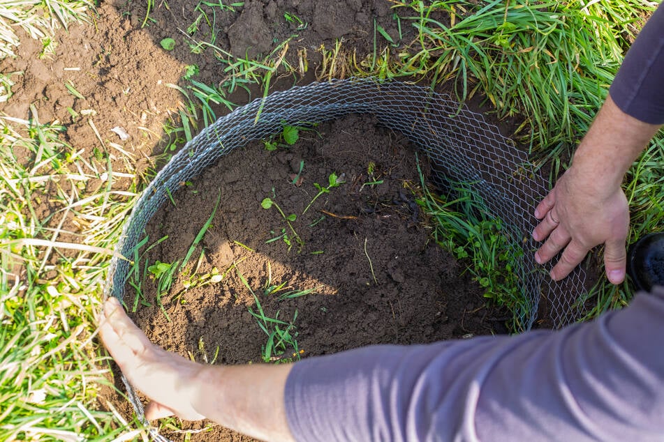 Netze, Gitter und Drähte im Boden können Maulwürfe von bestimmten Flächen fernhalten.