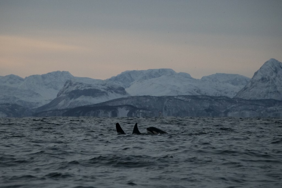 Üblicherweise sind Orcas eher vor den Küsten Schottlands, Islands und Norwegens, sowie weiter südlich im Atlantischen Ozean im Golf von Biskaya zu Hause.