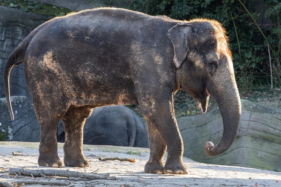 Elefantenkuh Shandra im Außengehege des Tierparks.