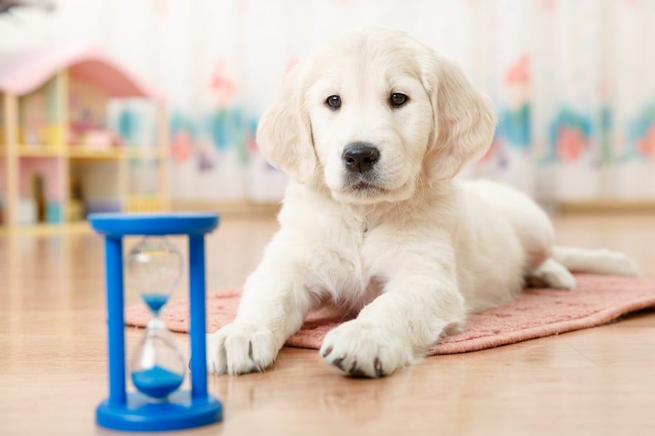 Scents and sounds give dogs a sense of time.