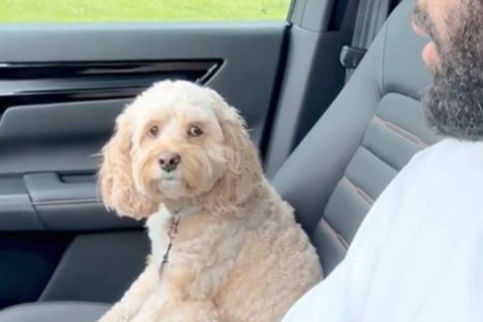 This adorable dog really seems to understand her owner's questions!