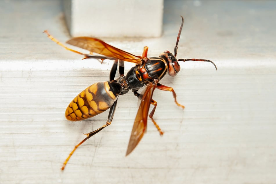 Asian giant hornets are invasive species in the US, and should be eradicated if discovered.
