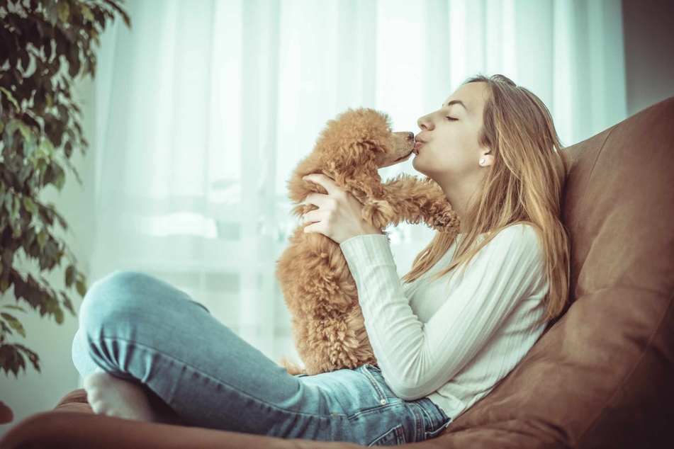 Some breeds of puppies might be genetically primed to want to interact with humans (stock image).