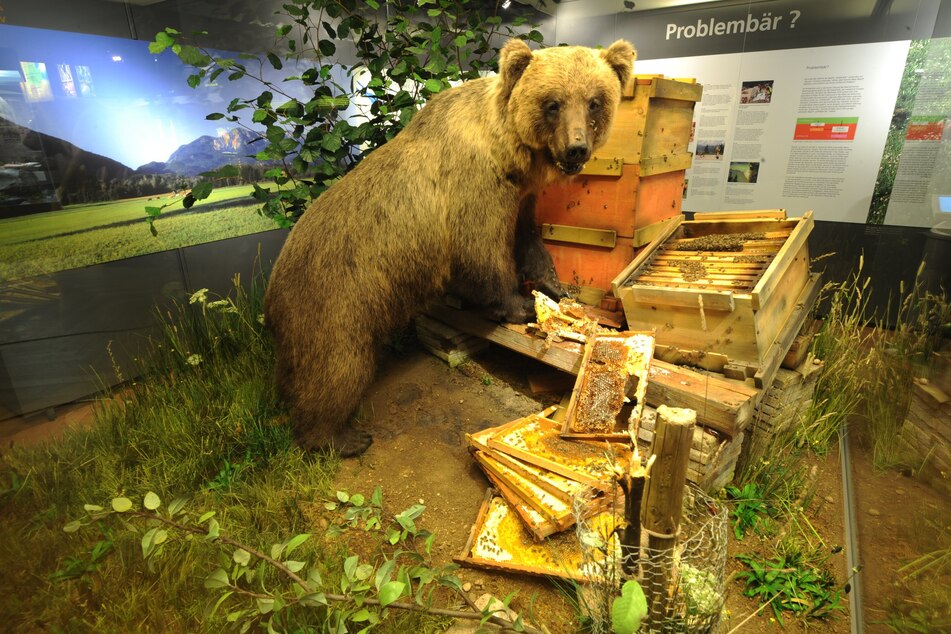Die Angst vor Bären in Deutschland wurde zuletzt 2006 wieder zum Thema als Problembär "Bruno" in Bayern unterwegs war. Er wurde abgeschossen und steht heute ausgestopft im Münchner Museum Mensch und Natur.