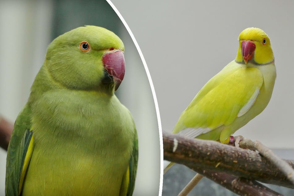 Bailee (l.) und Borb suchen ein gemeinsames Zuhause.