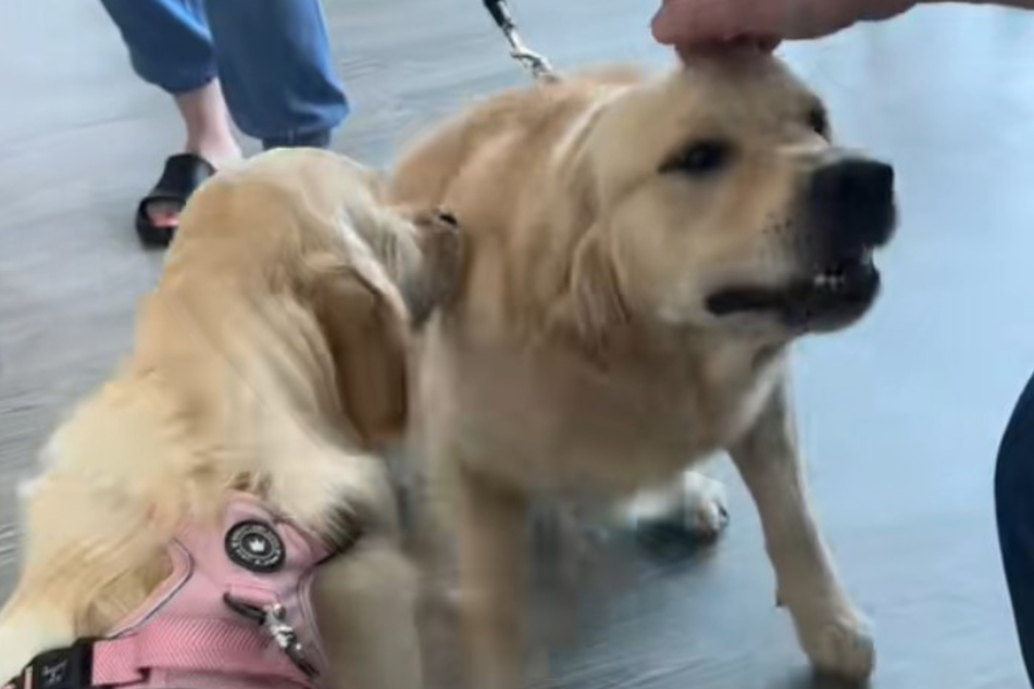 Von einer möglichen Krankheit fehlt beim Tierarzt plötzlich jegliche Spur. Stattdessen schnuppert Lucy lieber an Golden Retriever Enzo.