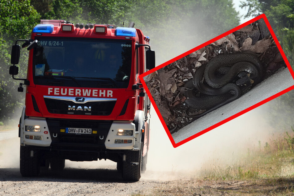 Verängstigte Frau entdeckt Schlange im Lichtschacht