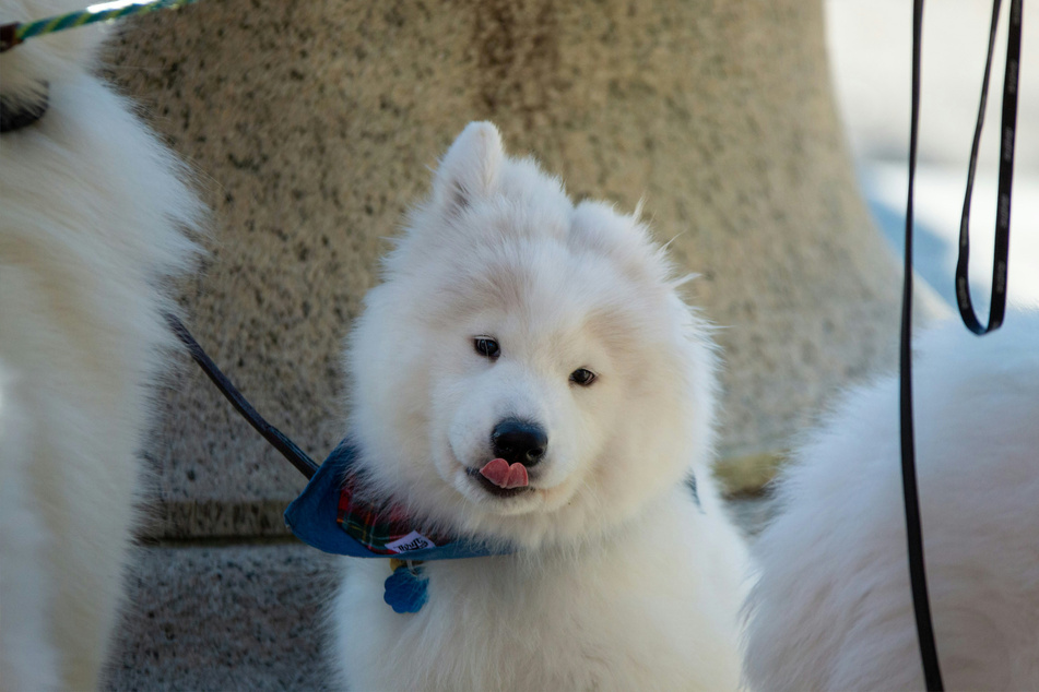 Is there any dog breed cuter or fluffier than the samoyed?