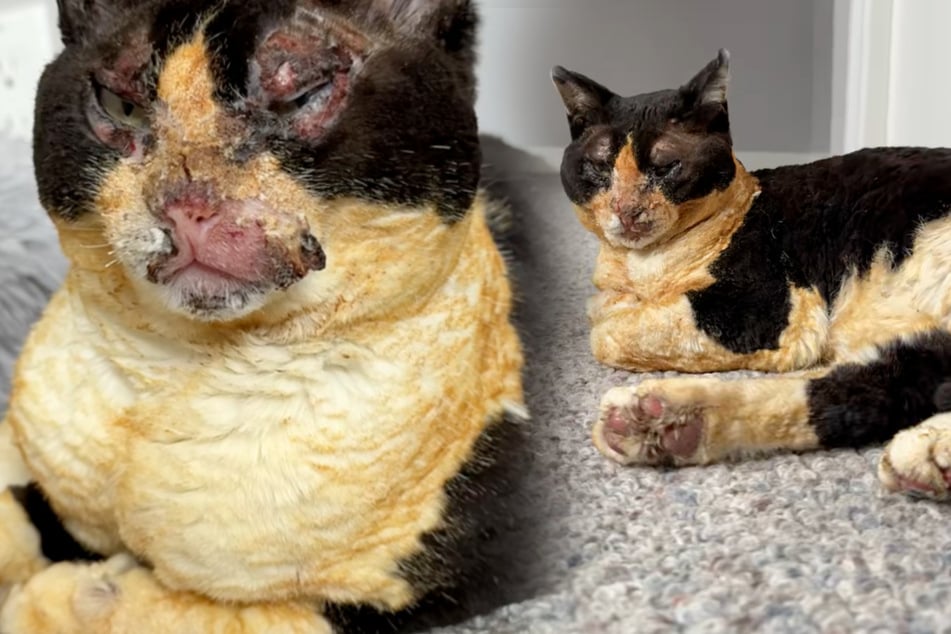 Mann denkt, er sieht fremde Katze auf seinem Hof: Dann bleibt ihm das Herz stehen