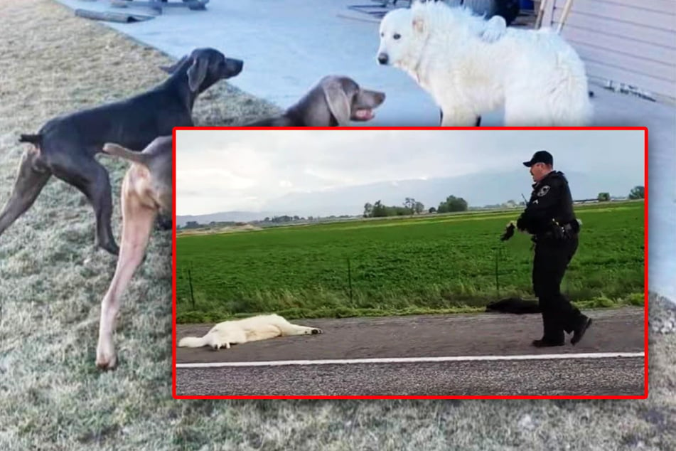 Polizei schafft es nicht, flüchtige Hunde einzufangen und erschießt sie innerhalb von Minuten