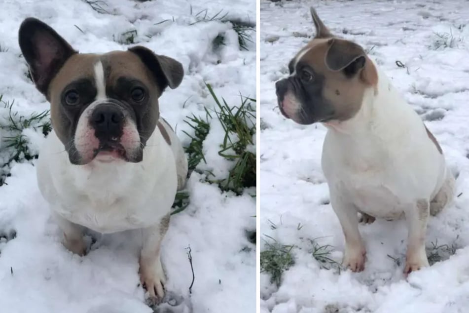 Brutus (2), eine Französische Bulldogge aus dem Berliner Tierheim, möchte adoptiert werden.