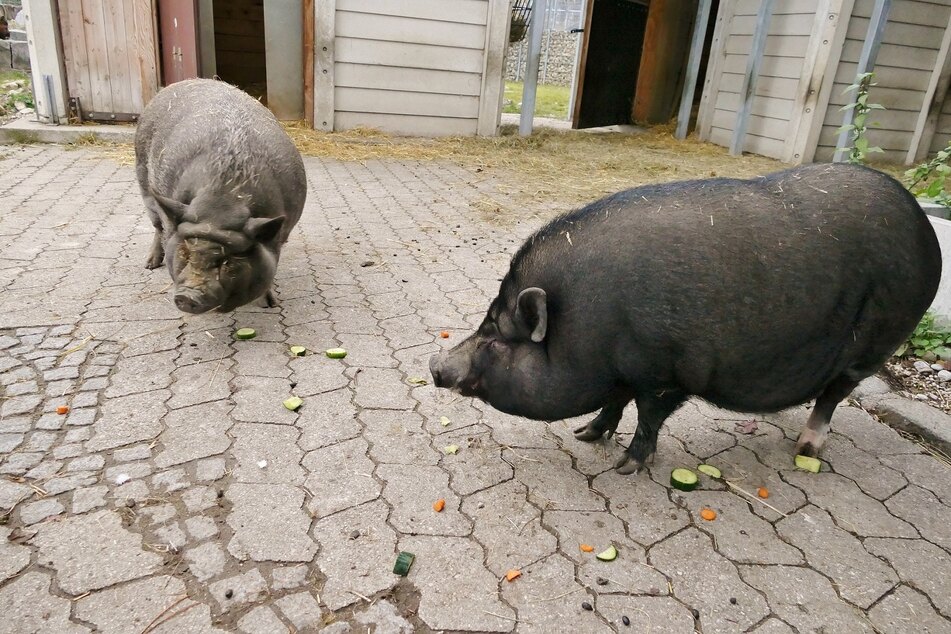 Schweinedame Tofu (r.) hat im Tierheim den Eber Ludwig kennengelernt.