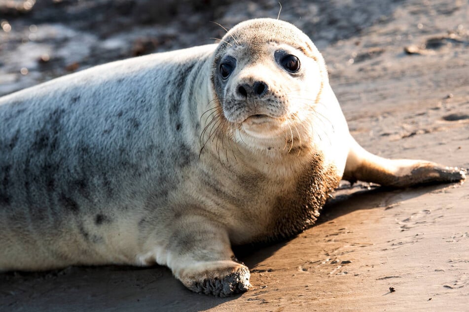 Im Oktober sind fast 30 Kegelrobben in der Ostsee gestorben.