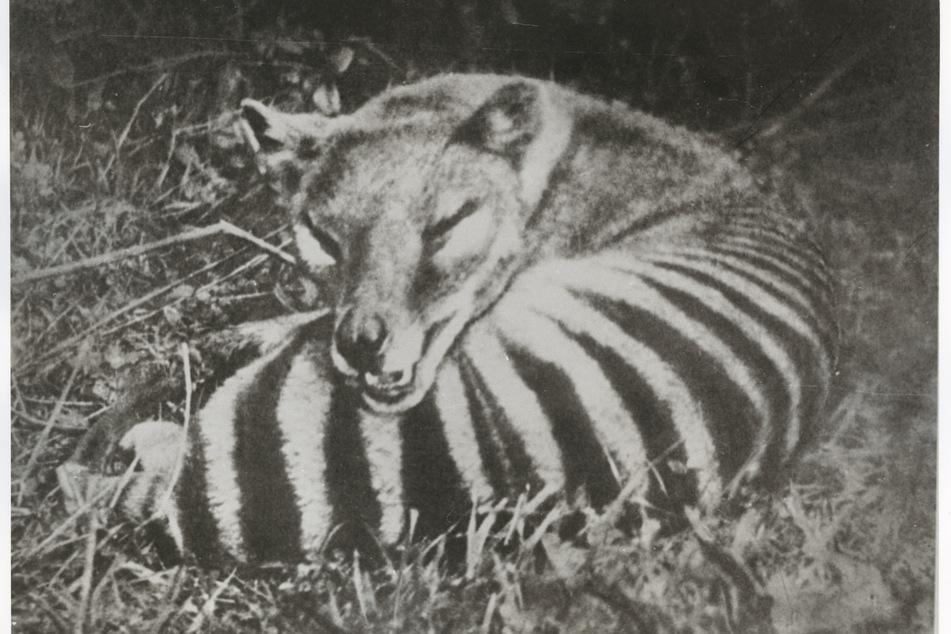 Eine alte Aufnahme eines Tasmanischen Tigers.