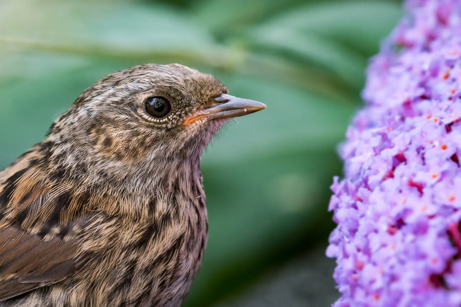 Ab März können Vögel im Strauch nisten. Einer der Gründe für radikale Schnitte vor dem Frühling.
