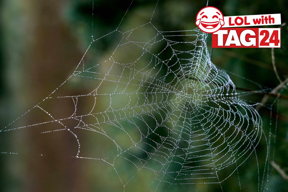 Today's Joke of the Day is a web of funnies!