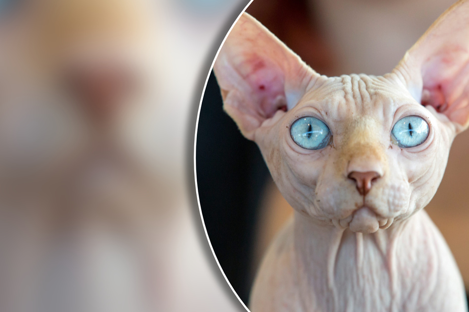 Tragischer Fall im Tierheim: Totes Katzen-Baby droht Mutter von innen zu vergiften