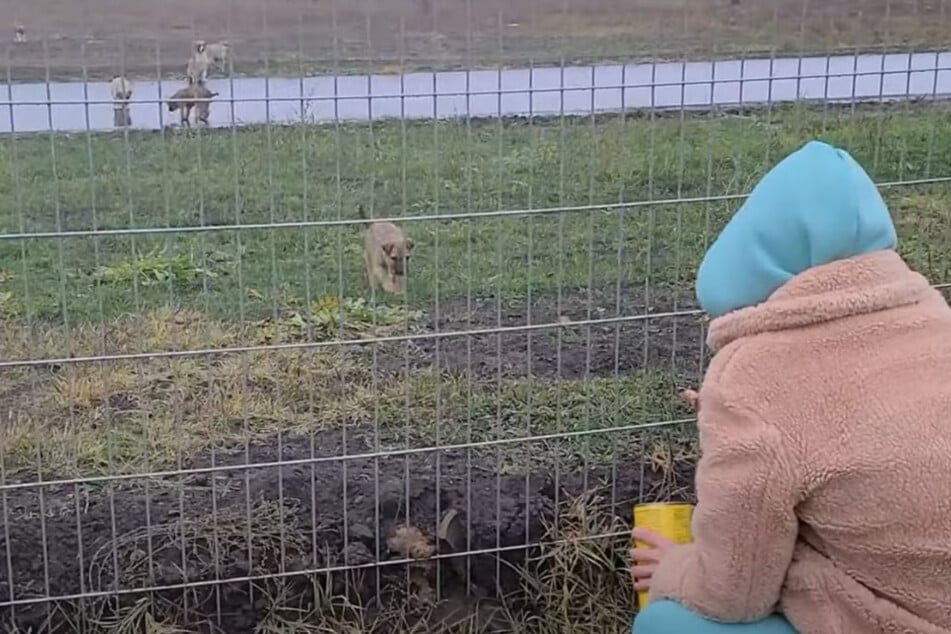 Olena lockte die Hunde mit Futter.