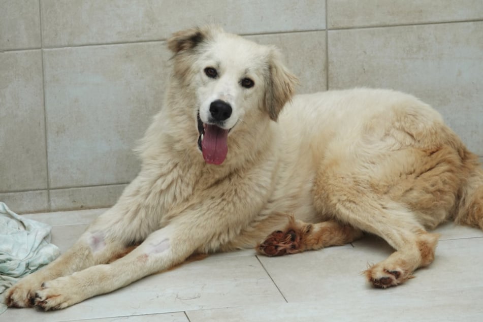 Dora sucht ein Für-immer-Zuhause.