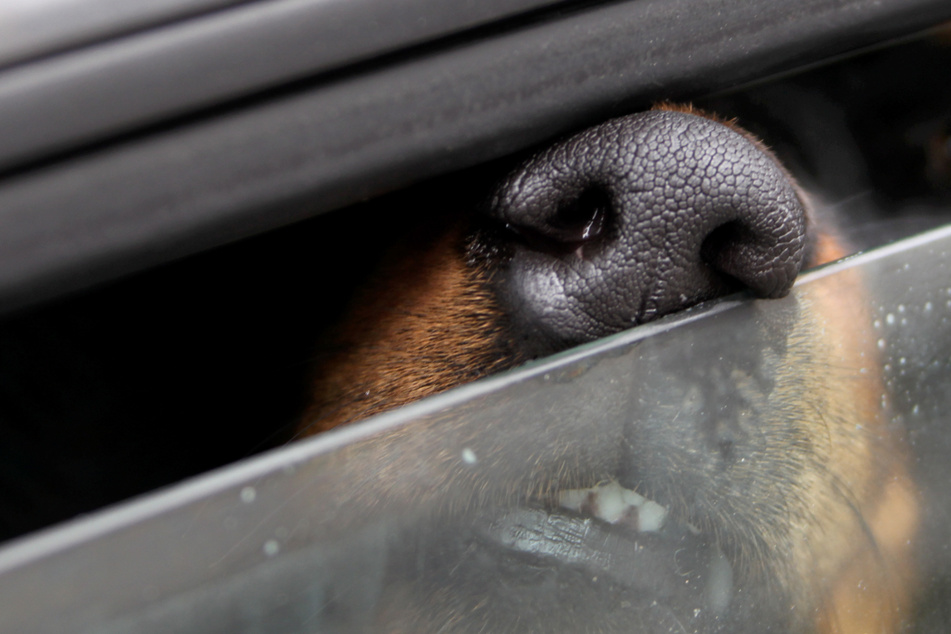 Hunde bei Hitze in Auto eingesperrt: Anwohner werden kreativ