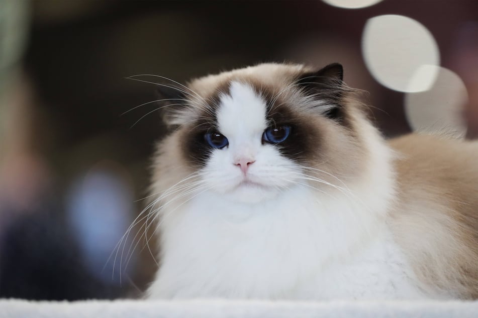 Ragdolls are some of the naughtiest but sweetest cute cat breeds.